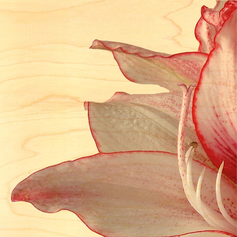 hironwoods-amaryllis-poster-bois-300x300mm-d-co-florale image 1