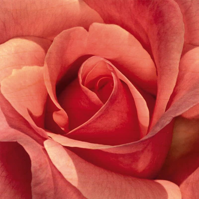 hironwoods-posters-en-bois-rose-poster-bois-300x300-mm image 1