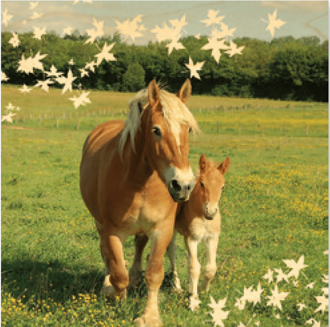 hironwoods-cheval-comtois-poster-bois-300x300mm image 1