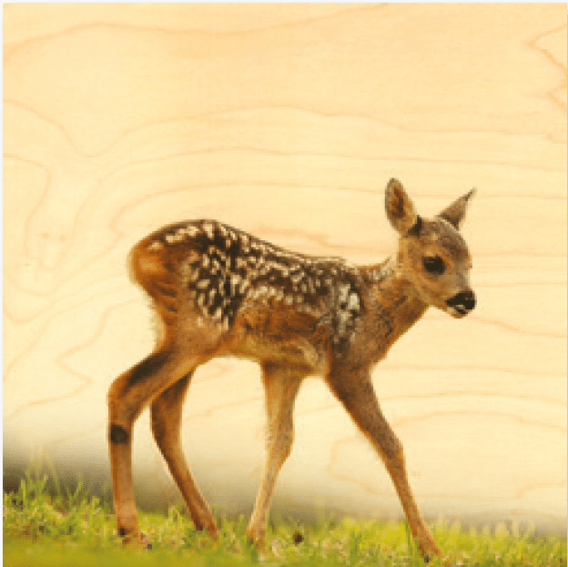 hironwoods-poster-bois-faon-300x300mm-animaux image 1
