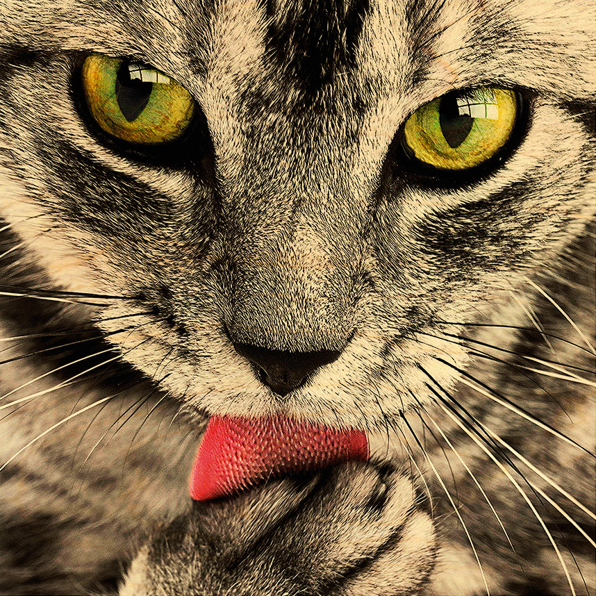 hironwoods-poster-bois-chat-langue-300x300mm image 1