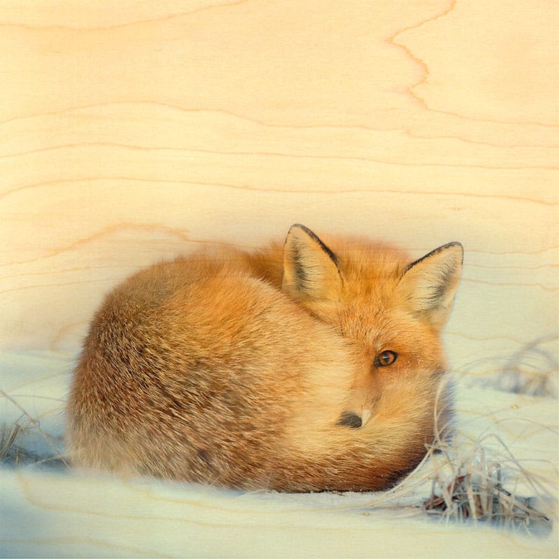 hironwoods-renard-boule-poster-bois-30x30cm-animaux image 1