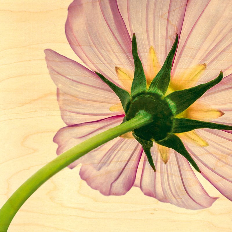 hironwoods-posters-en-bois-cosmos-poster-bois-300x300mm image 1