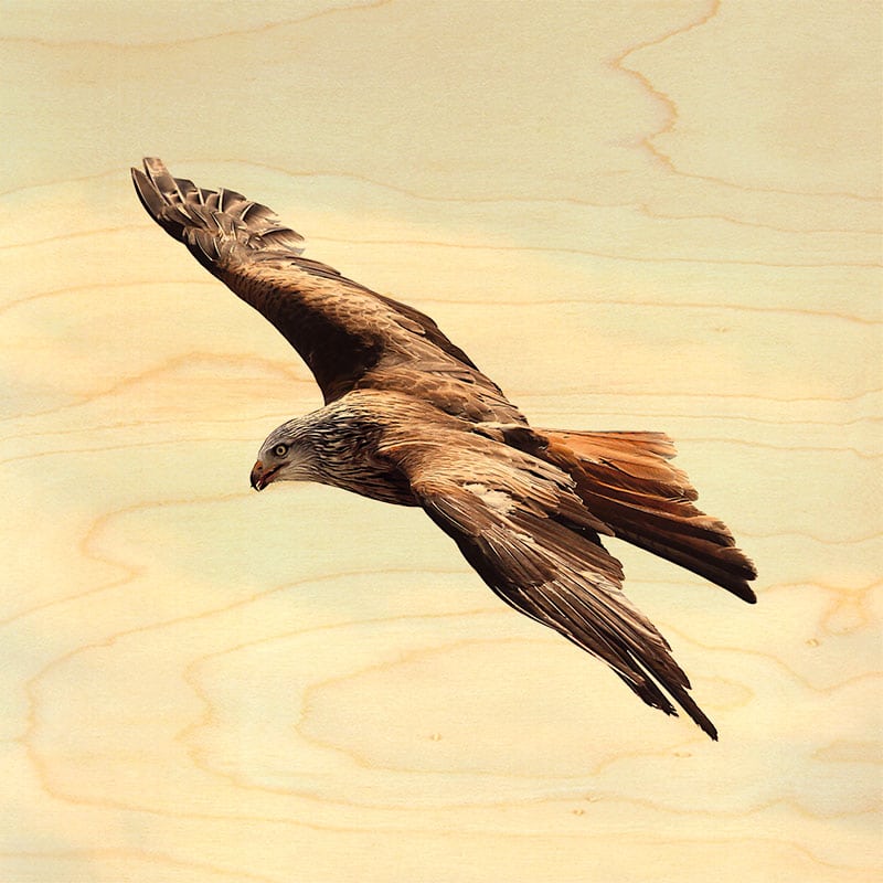 hironwoods-posters-en-bois-aigle-en-vol-poster-bois-300x300mm image 1