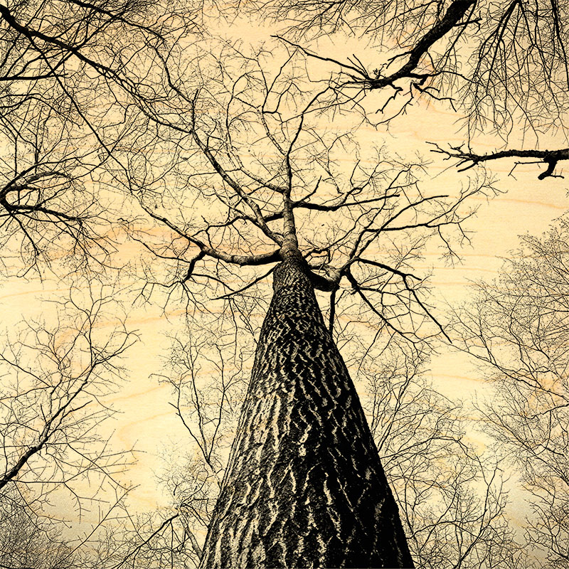 hironwoods-poster-bois-for-t-dessous-300x300mm image 1