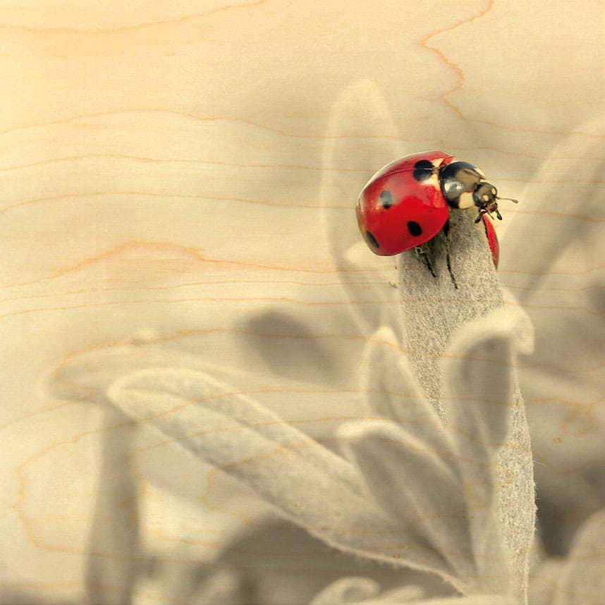 hironwoods-poster-bois-coccinelle-feuille-300x300mm image 1