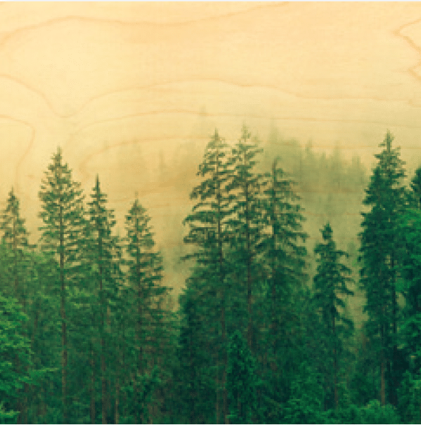 hironwoods-be-wild-poster-bois-30x30-cm-d-co-murale image 1