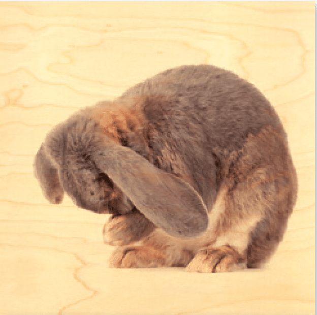 hironwoods-posters-lapin-poster-bois-300x300mm-animal image 1