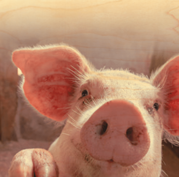 hironwoods-posters-en-bois-cochon-coucou-poster-300x300mm image 1