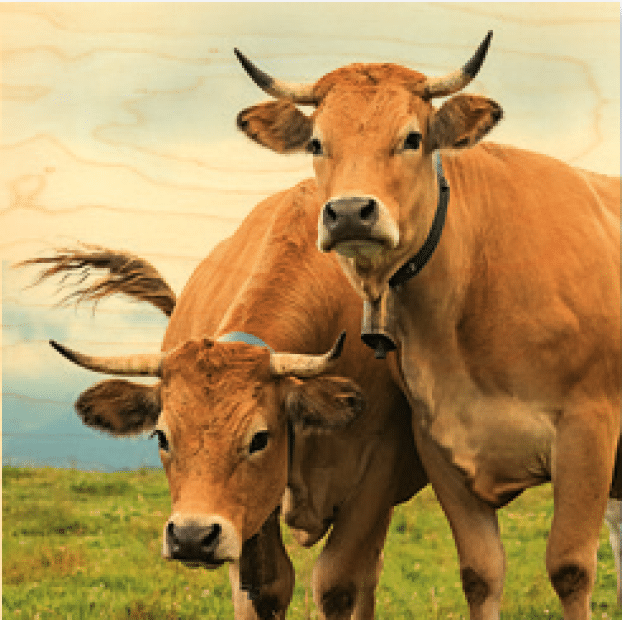 hironwoods-2-vaches-poster-bois-300x300mm-animaux image 1