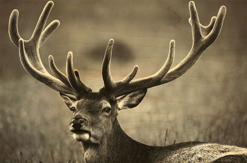hironwoods-cerf-noir-et-blanc-carte-postale-bois-100x150mm image 1