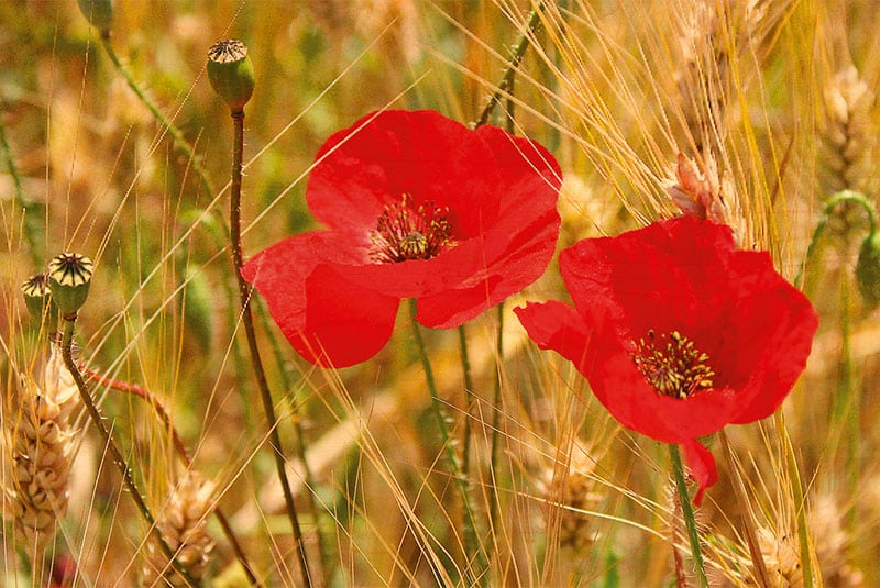 hironwoods-coquelicots-2-carte-postale-bois-100x150mm-fleurs image 1