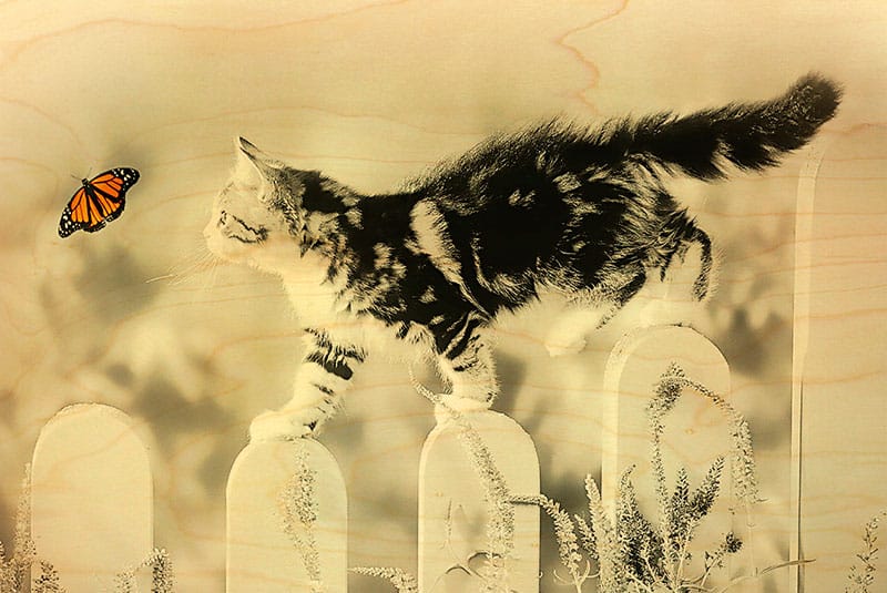 hironwoods-chat-papillon-carte-postale-bois-100x150mm image 1