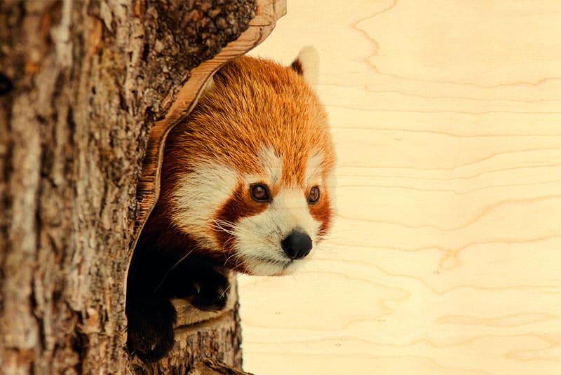 hironwoods-carte-panda-roux-carte-postale-bois-100x150mm image 1