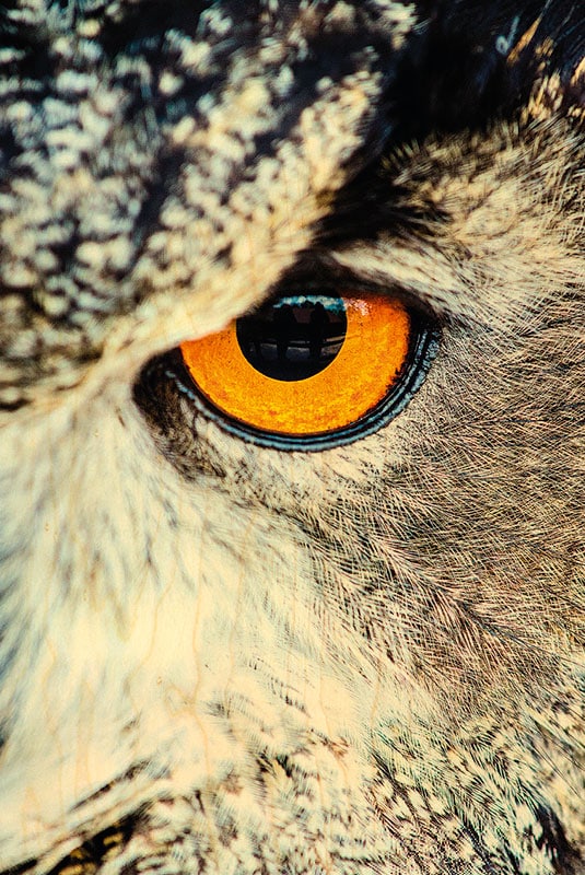 hironwoods-chouette-oeil-carte-postale-bois-100x150mm-animaux image 1