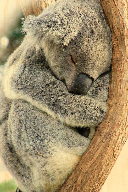 hironwoods-koala-endormi-carte-postale-bois-100x150mm image 1