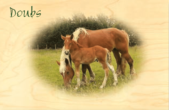 hironwoods-carte-doubs-cheval-comtois-carte-postale-bois image 1