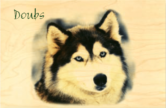 hironwoods-carte-postale-bois-doubs-husky-t-te-100x150mm image 1