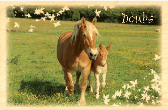 hironwoods-carte-postale-bois-doubs-cheval-comtois-100x150mm image 1