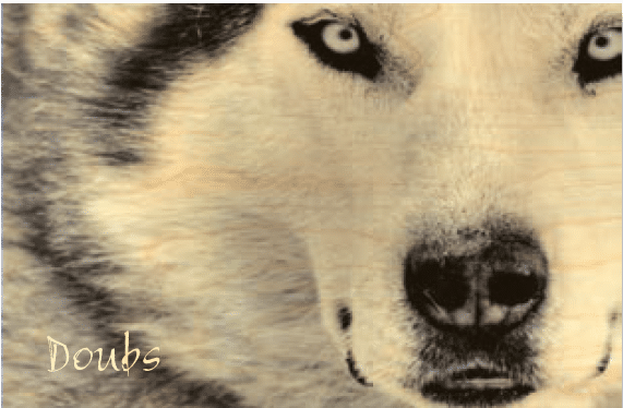 hironwoods-carte-postale-bois-doubs-husky-100x150mm image 1