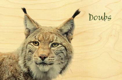 hironwoods-carte-doubs-lynx-portrait-carte-postale-bois image 1