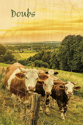 hironwoods-carte-postale-bois-doubs-vache-coucher-soleil-100x150 image 1