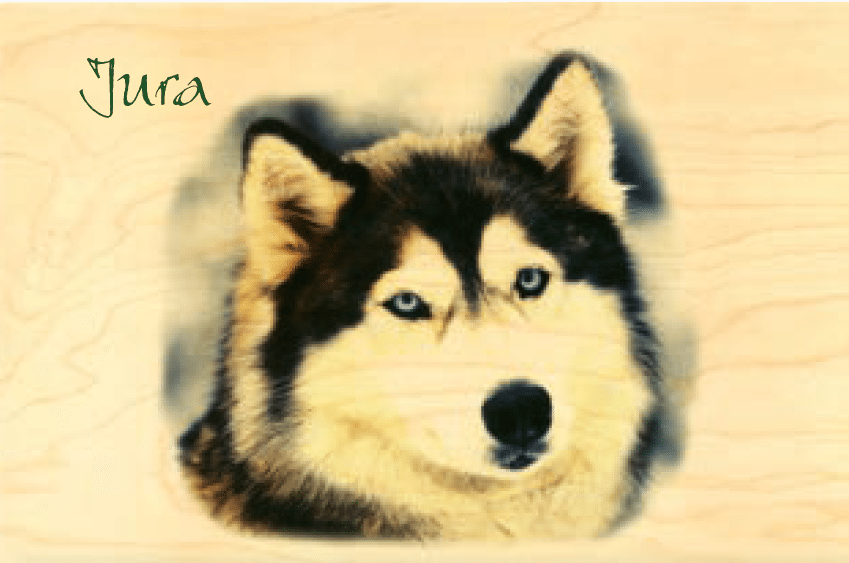 hironwoods-cartes-postales-carte-bois-husky-jura-100x150mm image 1