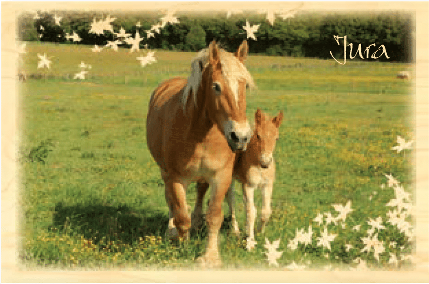 hironwoods-cheval-jument-poulain-jura-carte-postale-bois image 1