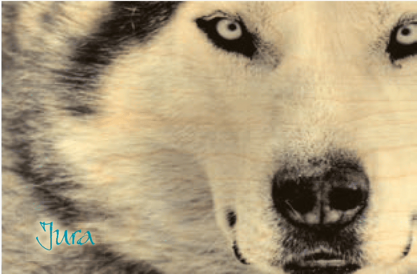 hironwoods-carte-postale-bois-husky-gros-plan-jura-10x15cm image 1