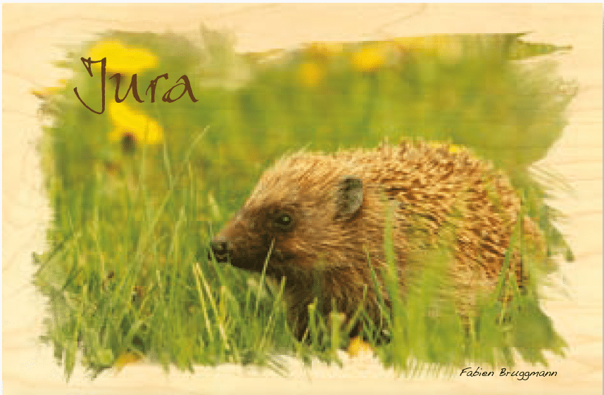hironwoods-carte-postale-bois-h-risson-herbe-jura-100x150mm image 1