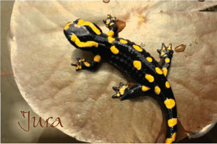 hironwoods-salamandre-jura-carte-bois-100x150mm-animaux image 1
