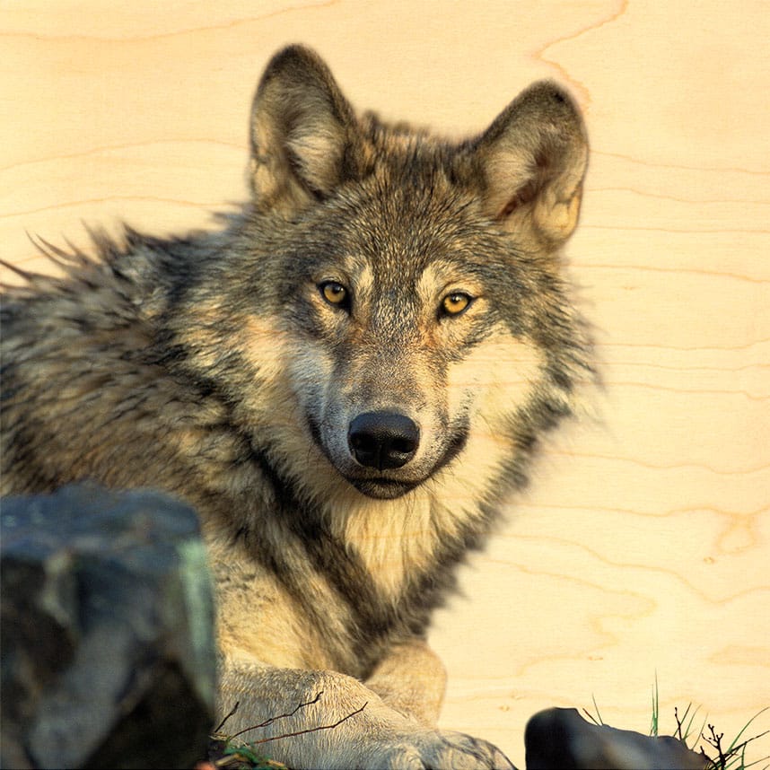 hironwoods-affiches-20x20cm-affiche-bois-loup-portrait-20x20-cm image 1