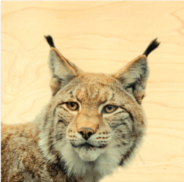 hironwoods-affiche-lynx-portrait-affiche-bois-20x20cm image 1