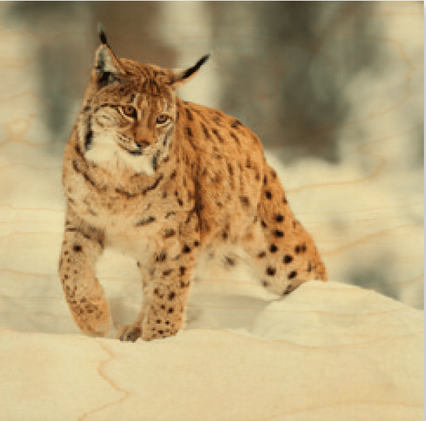 hironwoods-affiches-20x20cm-affiche-bois-lynx-neige image 1