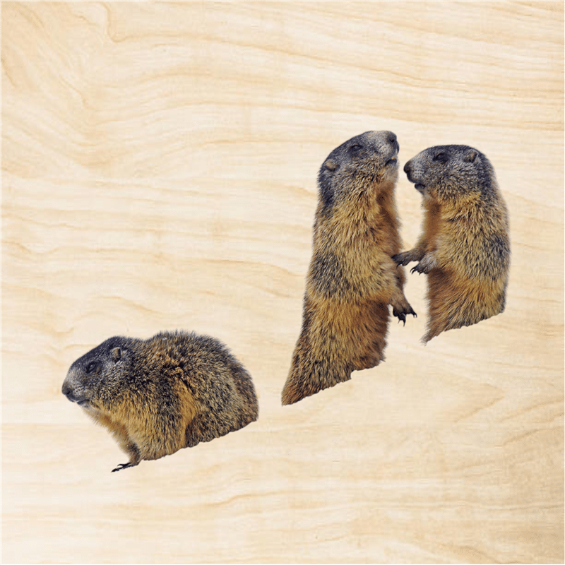 hironwoods-marmottes-3-affiche-bois-20x20cm-animaux image 1