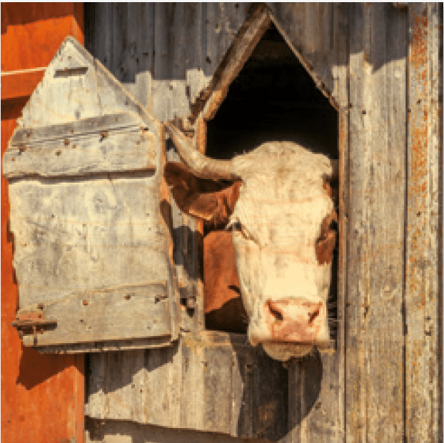 hironwoods-affiches-20x20cm-vache-chalet-affiche-bois-20x20cm image 1