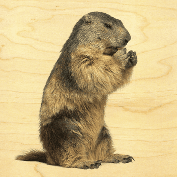 hironwoods-affiches-20x20cm-marmotte-debout-affiche-bois-animaux image 1