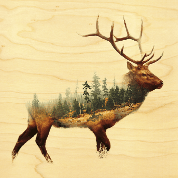hironwoods-affiches-20x20cm-affiche-bois-cerf-for-t image 1