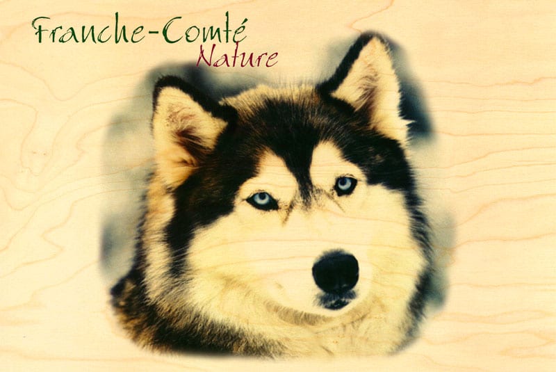 hironwoods-husky-carte-postale-bois-100x150mm-franche-comt image 1