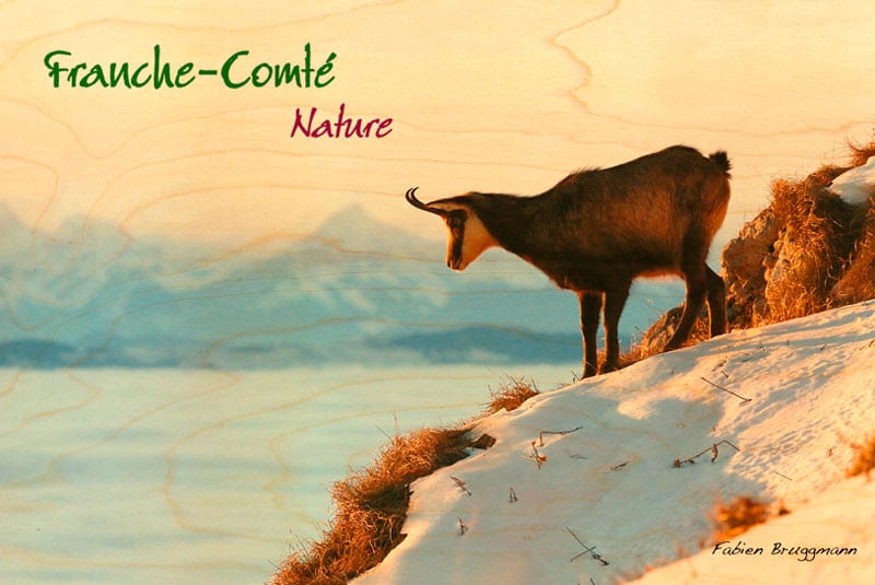 hironwoods-carte-postale-bois-chamois-franche-comt-100x150 image 1