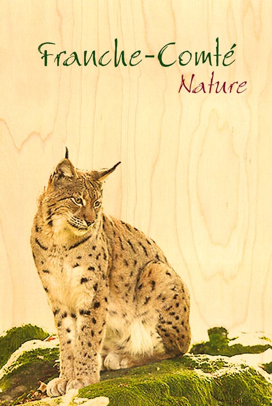 hironwoods-lynx-franche-comt-carte-postale-bois-souvenir image 1