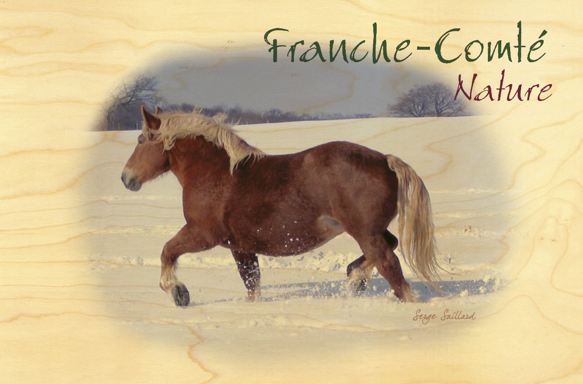 hironwoods-carte-postale-bois-cheval-comtois-neige-100x150mm image 1