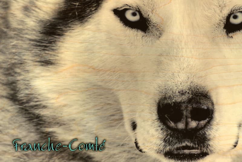 hironwoods-husky-franche-comt-carte-postale-bois-100x150 image 1