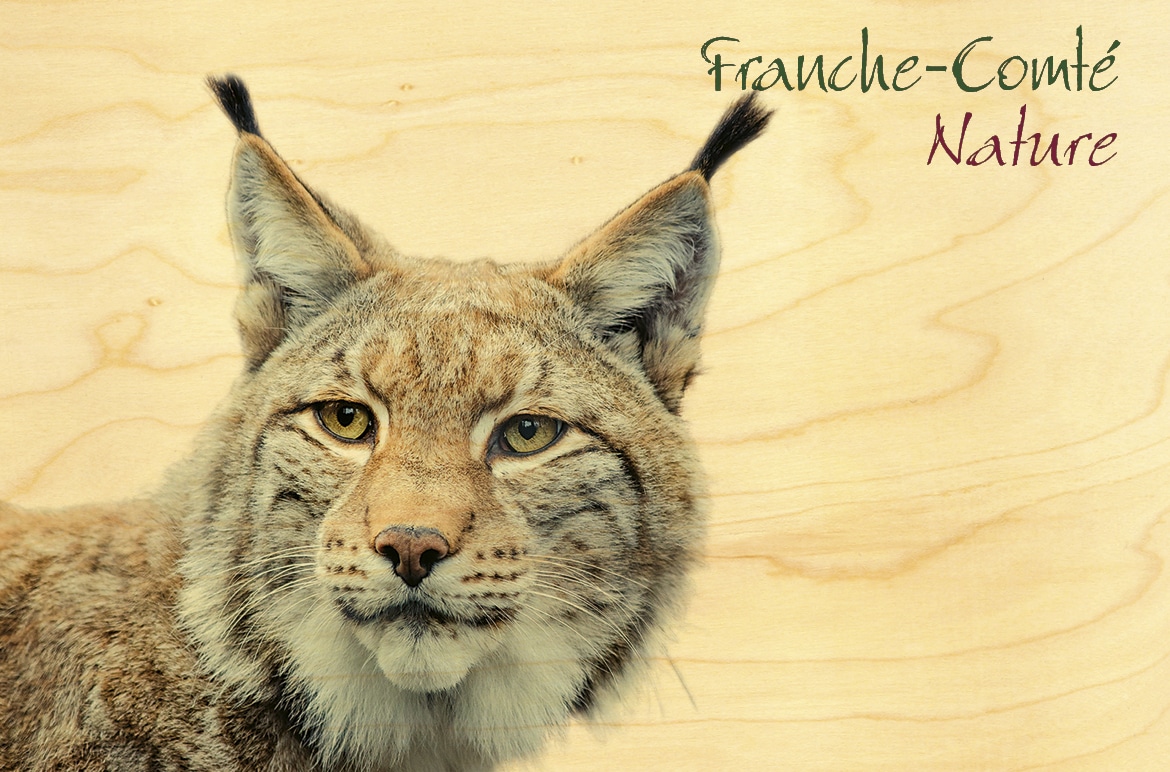 hironwoods-lynx-portrait-carte-postale-bois-franche-comt image 1
