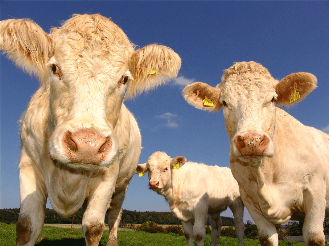 hironwoods-carte-postale-bois-3-vaches-charolaises-100x150mm image 1