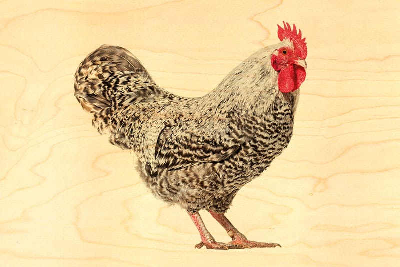 hironwoods-carte-postale-bois-coq-blanc-poule-100x150mm image 1