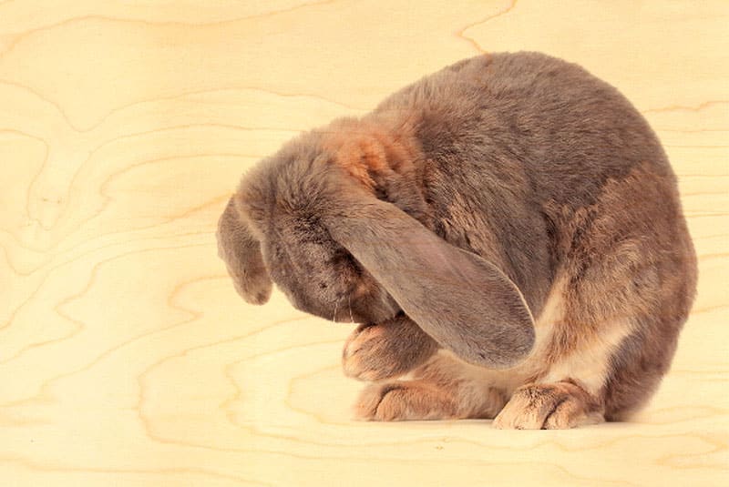 hironwoods-lapin-toilette-carte-postale-bois-100x150mm-humour image 1