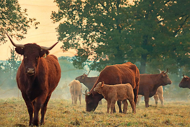 hironwoods-salers-et-veaux-carte-postale-bois-100x150mm-vache image 1