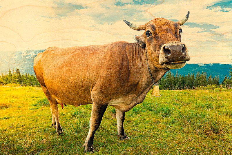 hironwoods-carte-postale-bois-100x150mm-aubrac-cloche image 1