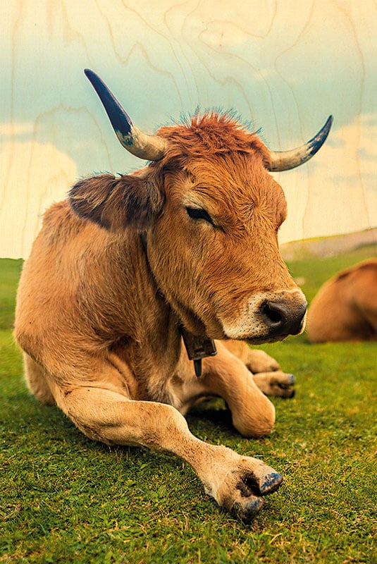 hironwoods-vache-aubrac-couch-e-carte-postale-bois-100x150mm image 1